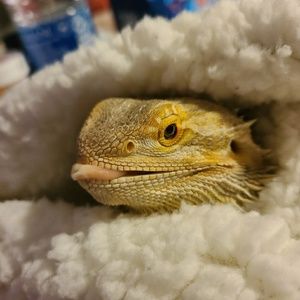 Meet your Posher, Dakota